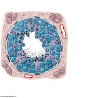 Spermatogenesis in a seminiferous tubule