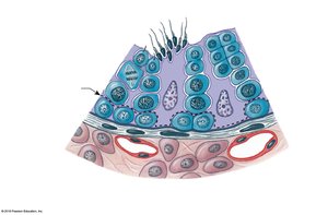 Stages in spermatogenesis in the wall of a seminiferous tubule