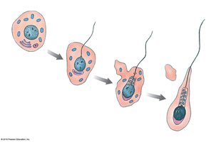 Spermiogenesis: differentiation of a spermatid into a sperm