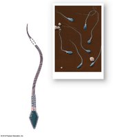 Anatomy of a mature sperm