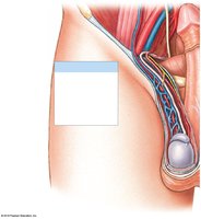 Anterior view of the male reproductive system, showing the spermatic cord and scrotal layers