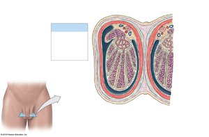 Transverse section of the scrotum and testes