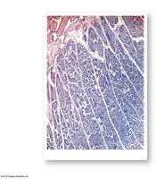 Section through a testis showing seminiferous tubules