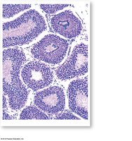 Section through seminiferous tubules showing spermatogenesis