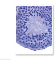 Cross section of a seminiferous tubule showing spermatogenic cells and nurse cells