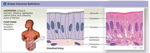 Simple columnar epithelium