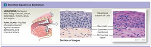 Stratified squamous epithelium