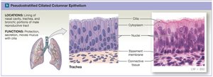 Pseudostratified columnar epithelium