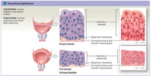 Transitional epithelium