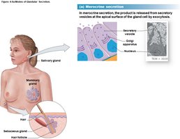 Merocrine secretion
