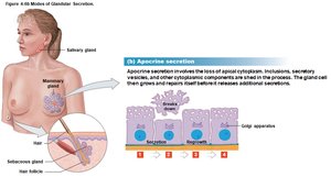 Apocrine secretion