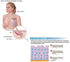 Holocrine secretion