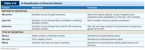 Classification of exocrine glands