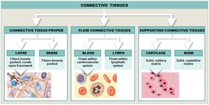 Types of connective tissue