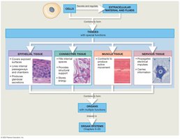 Overview of tissue types and their functions