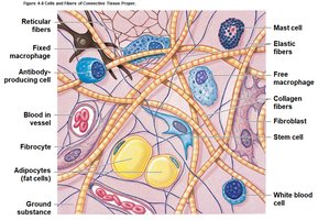 Cells and fibers of connective tissue proper