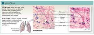 Areolar tissue
