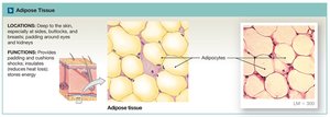 Adipose tissue