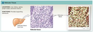 Reticular tissue