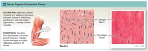 Dense regular connective tissue