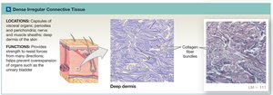 Dense irregular connective tissue