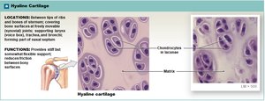Hyaline cartilage