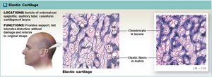 Elastic cartilage