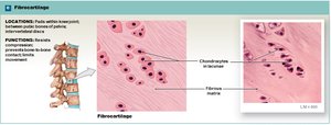 Fibrocartilage