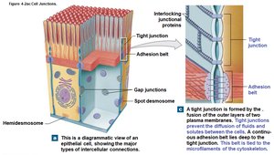 Diagram of cell junctions in epithelial tissue