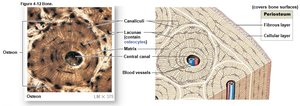 Bone tissue organization