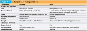 Comparison of cartilage and bone
