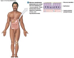 Mucous membrane structure