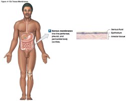 Serous membrane structure