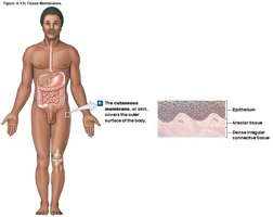 Cutaneous membrane structure
