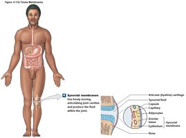Synovial membrane structure