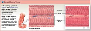 Skeletal muscle tissue