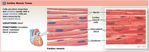 Cardiac muscle tissue