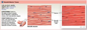 Smooth muscle tissue