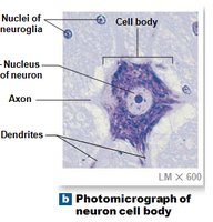 Photomicrograph of neuron cell body
