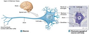 Structure of a neuron