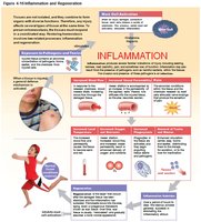 Inflammation and regeneration process