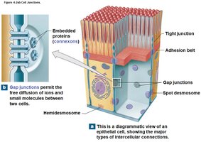 Gap junctions in epithelial tissue