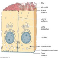 Structure of epithelial cells showing apical surface and basement membrane