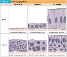 Classification of epithelial tissues
