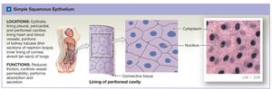 Simple squamous epithelium