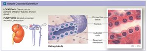 Simple cuboidal epithelium
