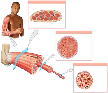 Anatomy & Physiology Muscle Tissue Study Guide | Notes