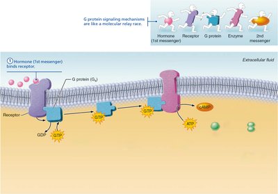Cyclic AMP second-messenger mechanism of water-soluble hormones