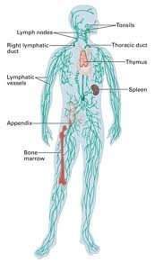 Diagram of the lymphatic system showing major organs and vessels