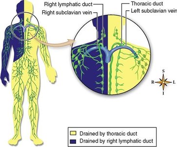 Diagram showing areas of the body drained by the right lymphatic and thoracic ducts